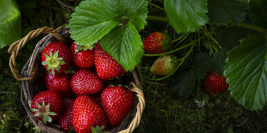 Nicht wegwerfen! Darum sollten Sie die Bl&auml;tter von Erdbeeren mitessen