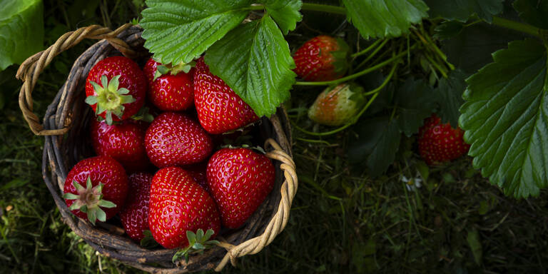 Nicht wegwerfen! Darum sollten Sie die Blätter von Erdbeeren mitessen