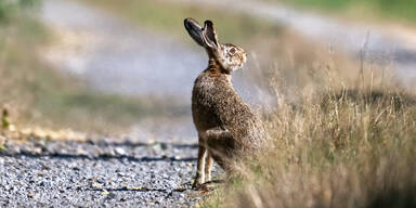 Feldhase Stra&szlig;e