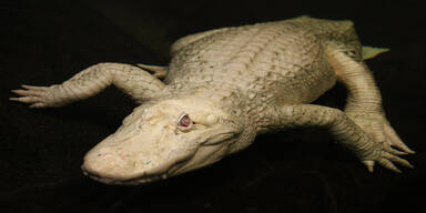 Albino-Alligator Claude