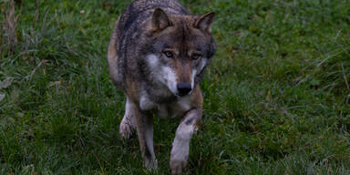 Wolf auf A1