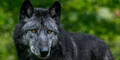 Black Wolf