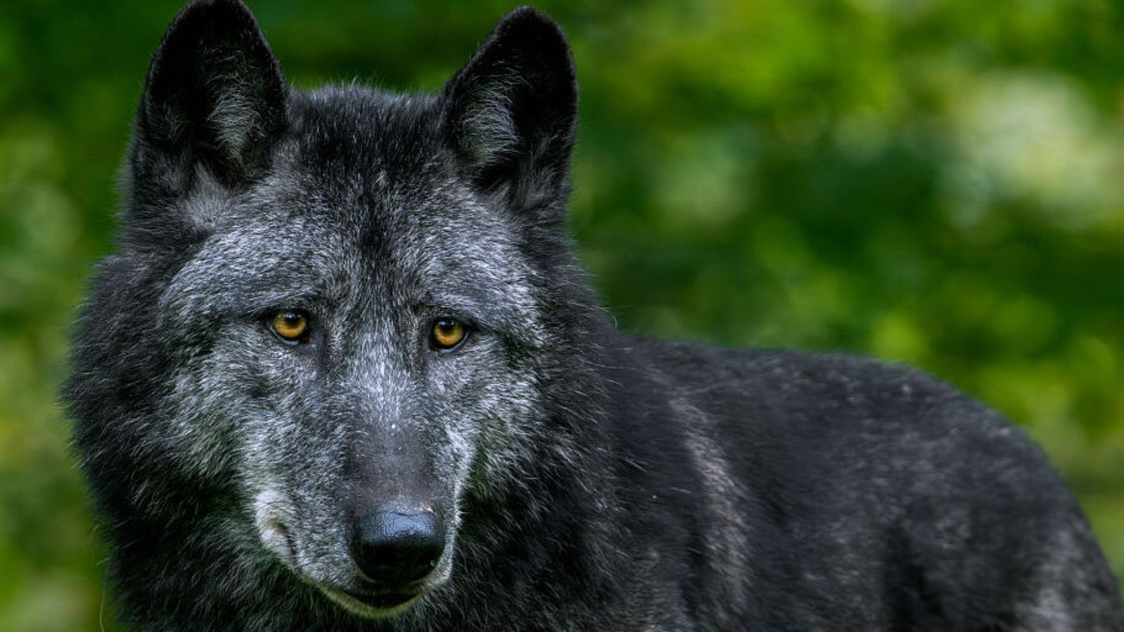 Plötzlich steht ein Wolf da: Karnevalszug gestoppt! Kép