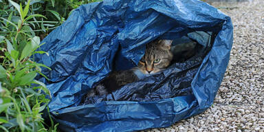 Katze in Plastiksack gesteckt (SYMBOLFOTO)