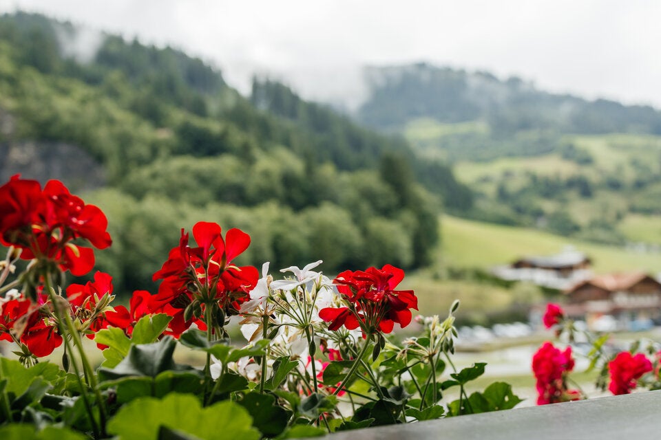 Hat fast jeder: Diese beliebten Pflanzen sind auf dem Balkon tabu