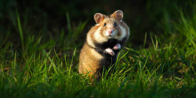 So l&auml;uft die Hamster-Evakuierung in Favoriten