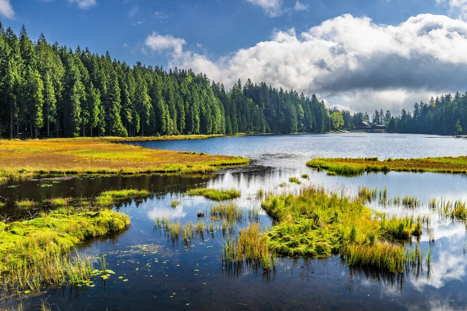 Bayerischer Wald