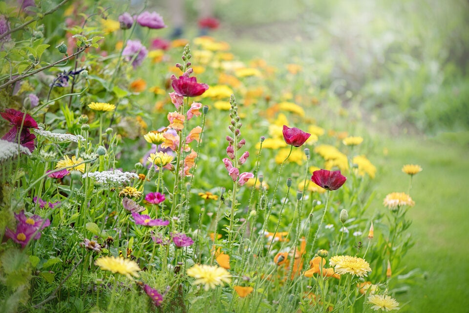 Verrückter Gartentrend: Warum plötzlich alle Schafwolle im Garten verteilen