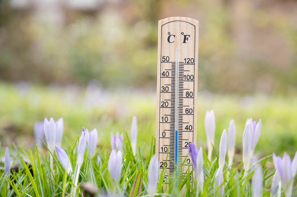 Eisheilige 2026: So schützen Sie Ihre Pflanzen im Mai vor Frost