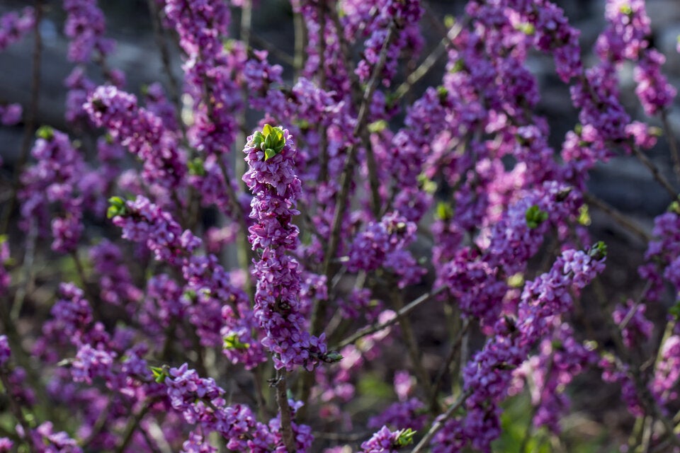 Gift-Falle im Garten: Diese beliebten Pflanzen sind lebensgefährlich