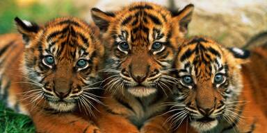 Tierschutz und ihre Erfolge