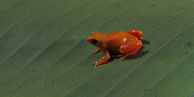 Süß! Forscher entdecken neue Mini-Frosch-Art