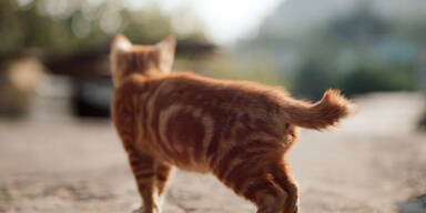 Brutale Tierquäler hängen Katze am Baum auf