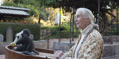 Affen-Forscherin Jane Goodall ist tot