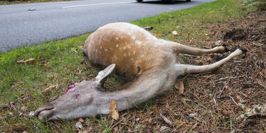Blaulicht für Tierretter: Über 1.500 Menschen unterstützen SPÖ-Petition