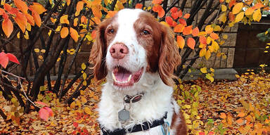 Bretonischer Mischling