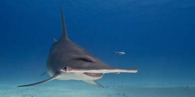Hammerhai-Alarm auf Malediven: Zwei Männer tot