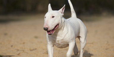 Bullterrier