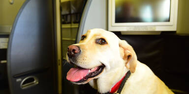 Hund Flugzeug
