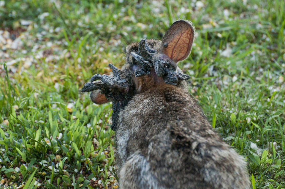 Cottontail Papillomavirus