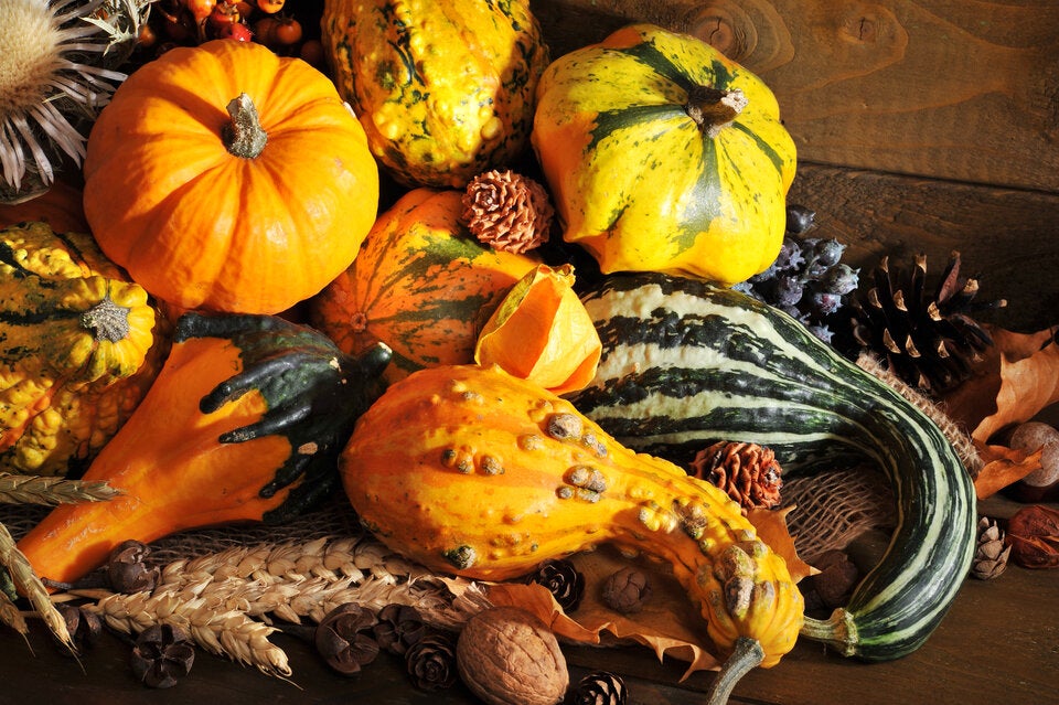 Gefahr im Herbst: So erkennen Sie giftige Kürbisse!
