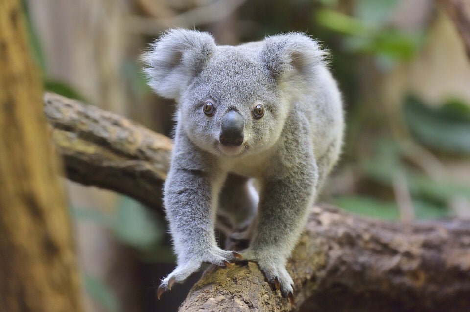Neues Zuhause für tausende Koalas: Australien errichtet riesigen Nationalpark