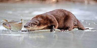 Habsburger klagt wegen Fischottern