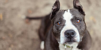 Tier-Hasser vergiftete Hunde: Zwei Terrier tot