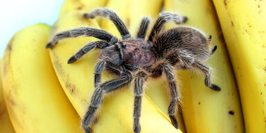 Spinne auf Bananen