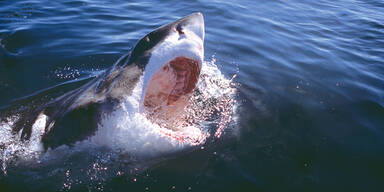 Hai-Attacke: "Er biss mir den Arm ab"