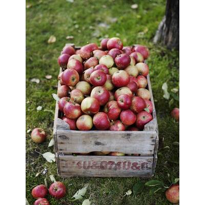 Gesundes im September