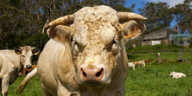 Bauer von Stier brutal attackiert