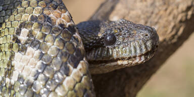 Schlange Boa Constrictor