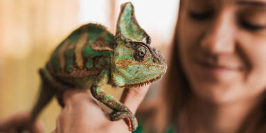 Wien f&uuml;hrt F&uuml;hrerschein f&uuml;r Tier-Exoten ein