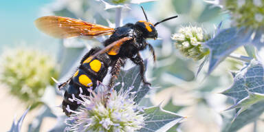 Rotstirnige Dolchwespe nach 100 Jahren erstmals wieder in &Ouml;sterreich