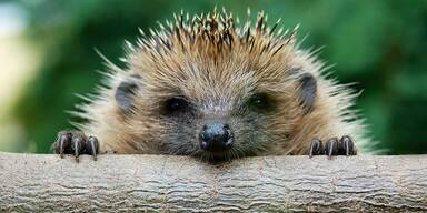 Wildtier-Check 2025: Das Eichkätzchen erobert die Herzen der Österreicher:innen