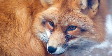 Junger Fuchs in Wohnung eingedrungen