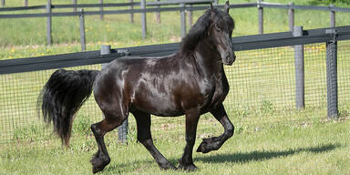 Friesenpferd auf der Weide