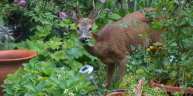 Reh im Garten (SYMBOLFOTO)