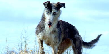 Lurcher