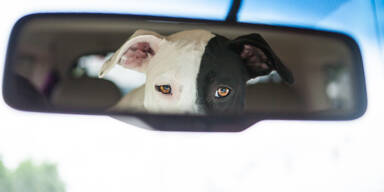 Pitbull