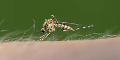 Stechm&uuml;cke Gelse Moskito