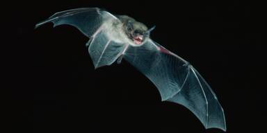 Fledermaus