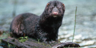 D&auml;nemark t&ouml;tet aus Corona-Sorge alle Nerze