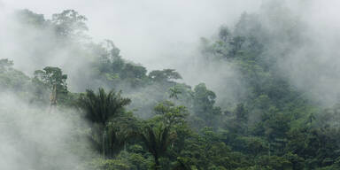 Bew&ouml;lkter Regenwald im Buenaventura-Reservat