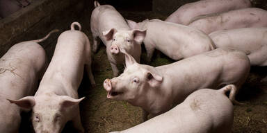 Schweine verendet