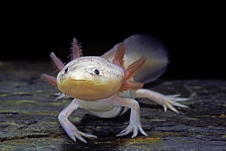 Axolotl – der kleine Salamander aus Mexiko, der verlorene Gliedmaßen problemlos nachwachsen lässt. 