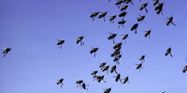 Tausende Bienen griffen in Frankreich Spazierg&auml;nger an