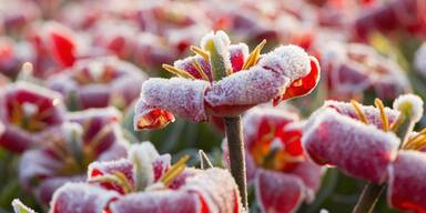 Frühjahrskälte: Daran erkennen Sie Frostschäden an Pflanzen
