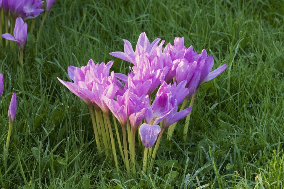 Gift-Falle im Garten: Diese beliebten Pflanzen sind lebensgefährlich